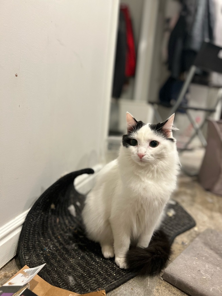 Queenie, an adoptable Domestic Medium Hair in Salt Lake City, UT, 84117 | Photo Image 3