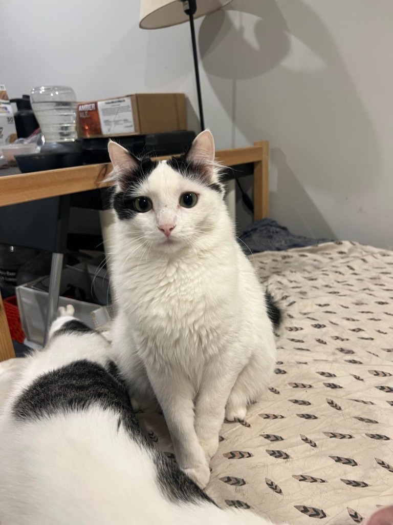 Queenie, an adoptable Domestic Medium Hair in Salt Lake City, UT, 84117 | Photo Image 5