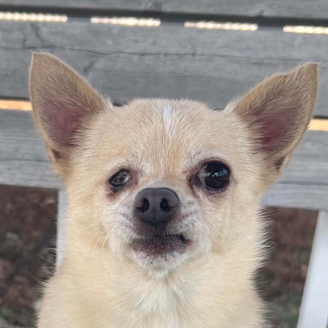 Oregon, an adoptable Chihuahua in Auburn, NE, 68305 | Photo Image 1