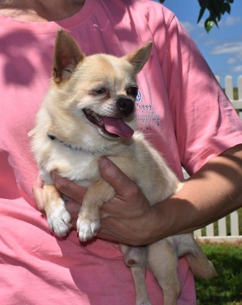 Oregon, an adoptable Chihuahua in Auburn, NE, 68305 | Photo Image 3