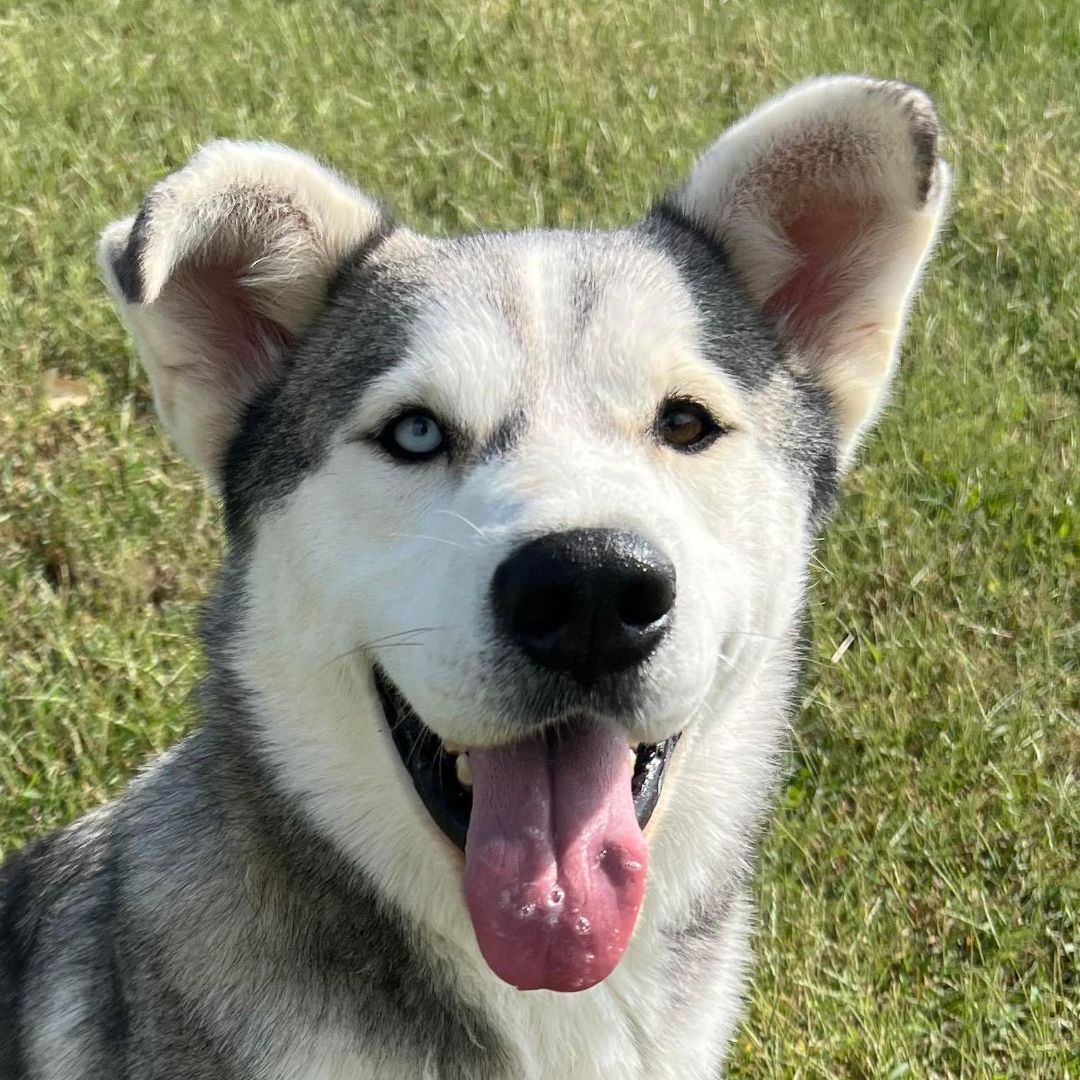 Balto, an adoptable Husky in Auburn, NE, 68305 | Photo Image 1