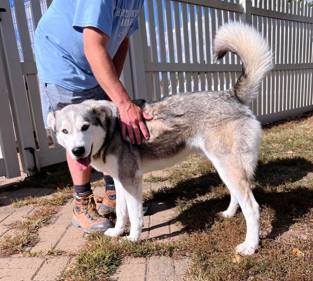 Balto, an adoptable Husky in Auburn, NE, 68305 | Photo Image 3