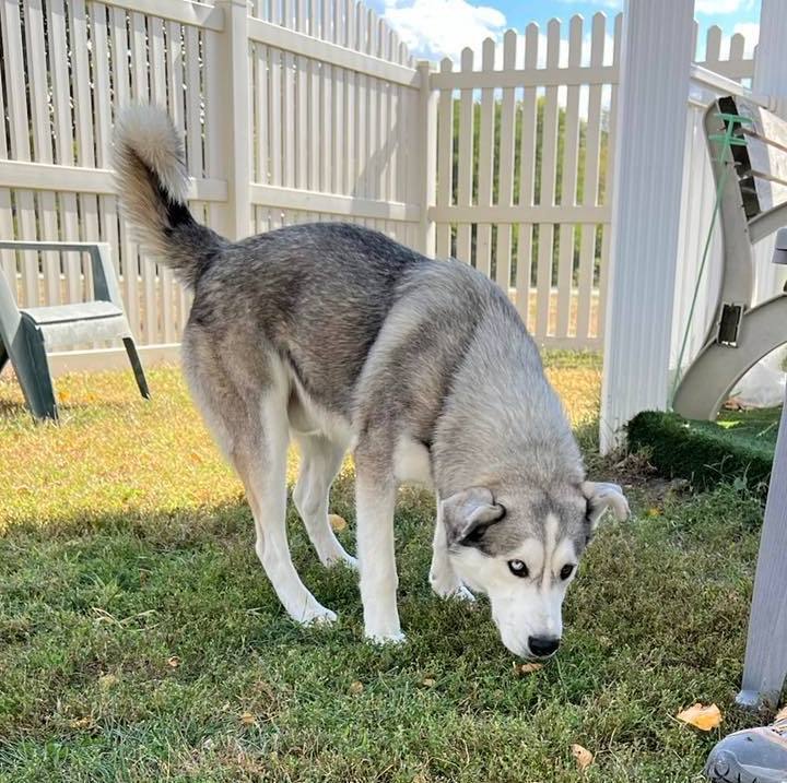 Balto, an adoptable Husky in Auburn, NE, 68305 | Photo Image 4