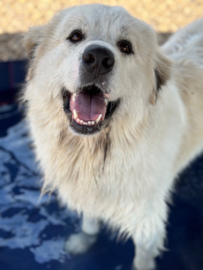 Theo, an adoptable Great Pyrenees in Pacific, MO, 63069 | Photo Image 2