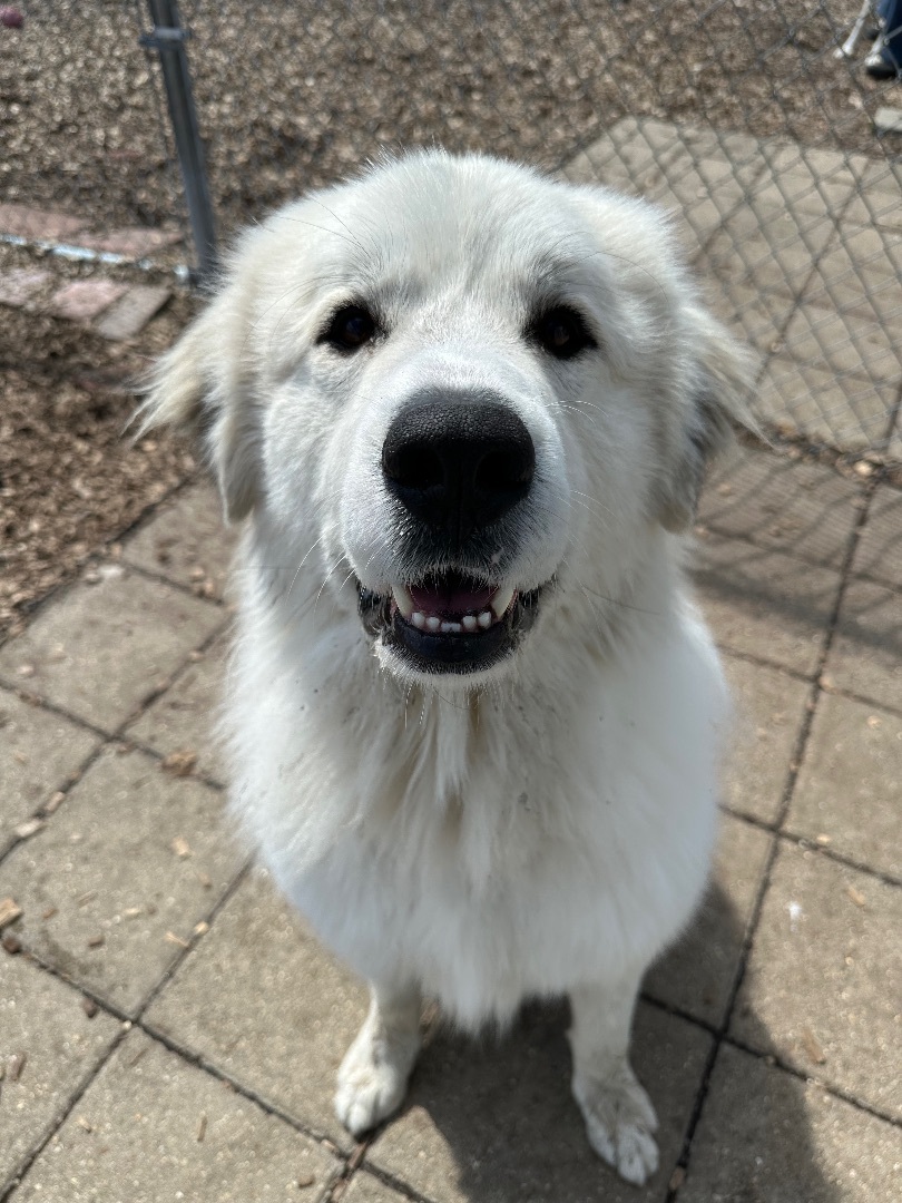 Theo, an adoptable Great Pyrenees in Pacific, MO, 63069 | Photo Image 3