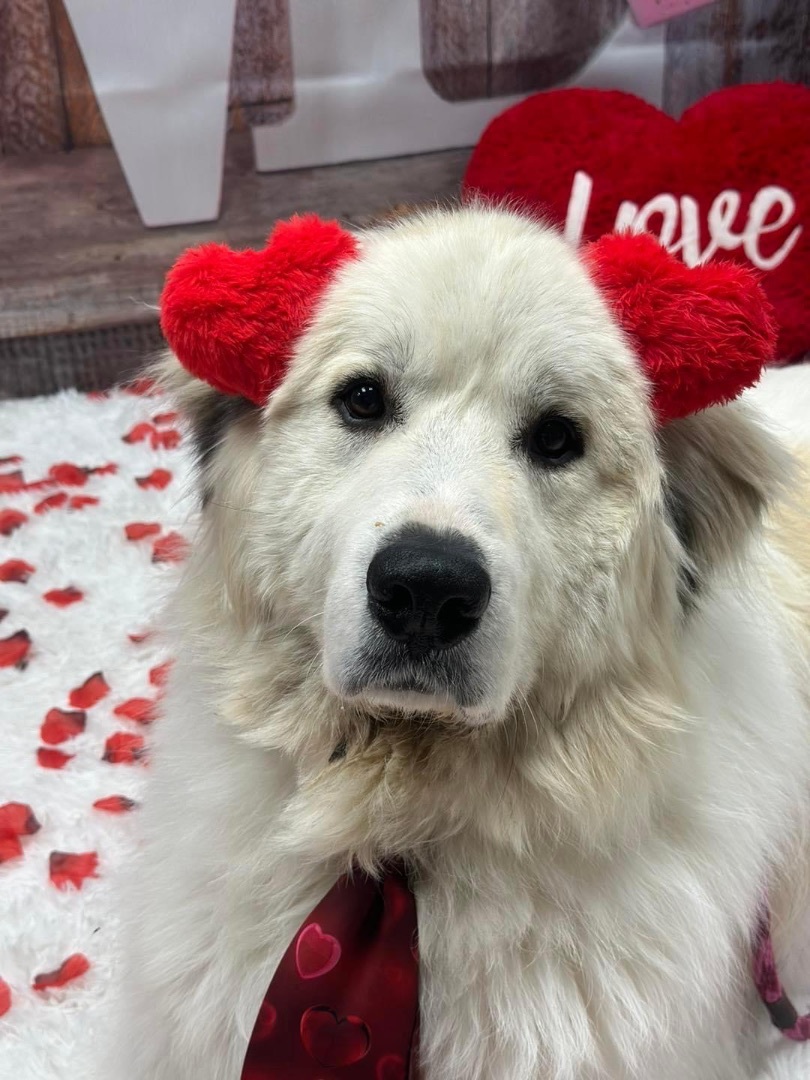 Theo, an adoptable Great Pyrenees in Pacific, MO, 63069 | Photo Image 4