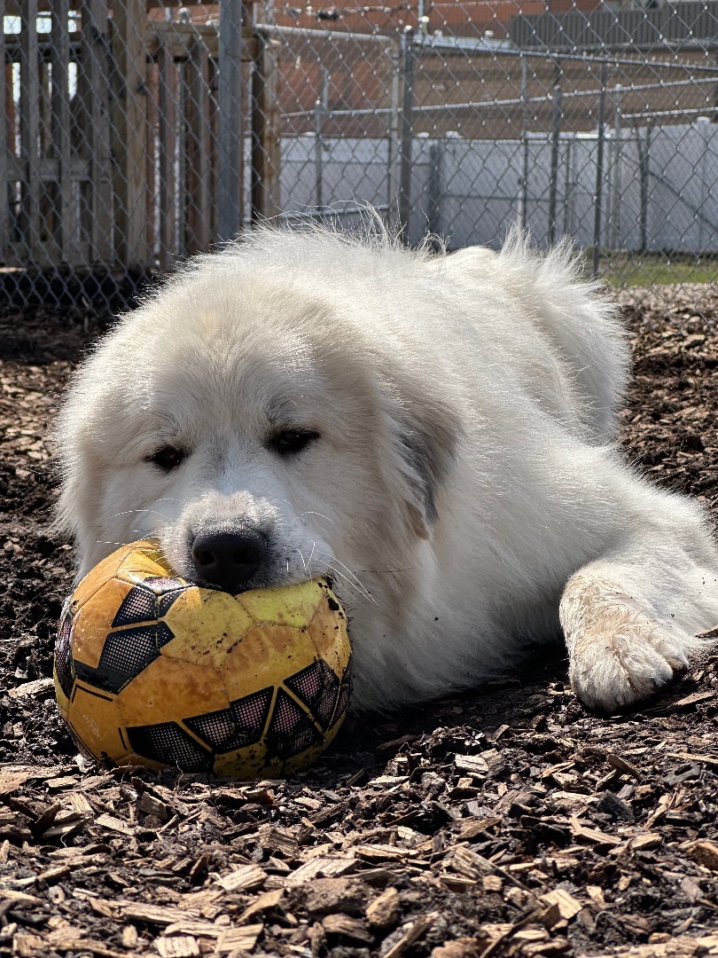 Theo, an adoptable Great Pyrenees in Pacific, MO, 63069 | Photo Image 5