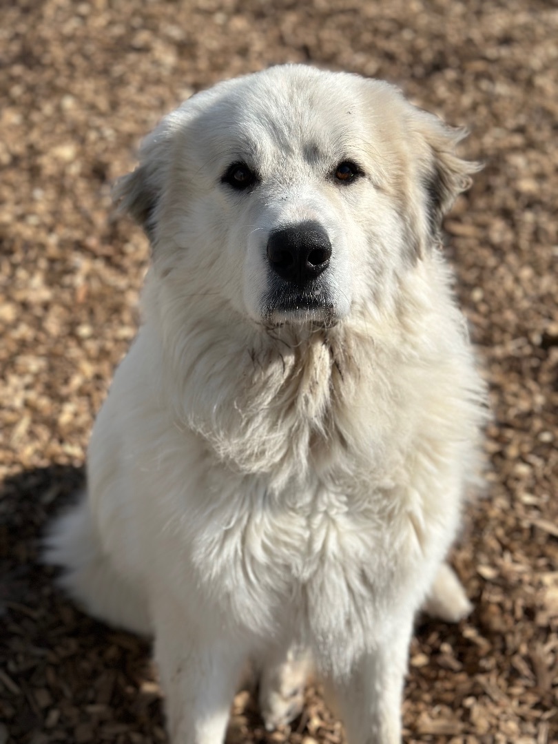 Theo, an adoptable Great Pyrenees in Pacific, MO, 63069 | Photo Image 6