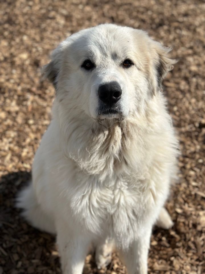 Theo, an adoptable Great Pyrenees in Pacific, MO_image-5