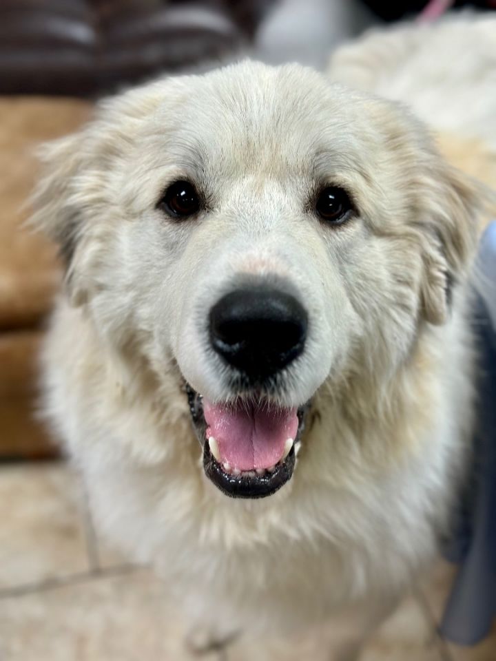 Theo, an adoptable Great Pyrenees in Pacific, MO_image-6