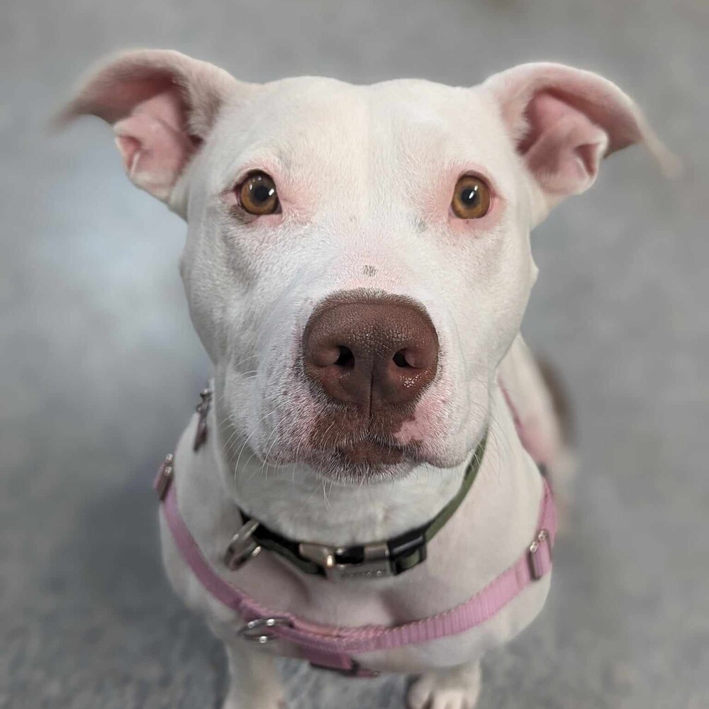 Sally, an adoptable Pit Bull Terrier in Clinton Township, MI, 48036 | Photo Image 1