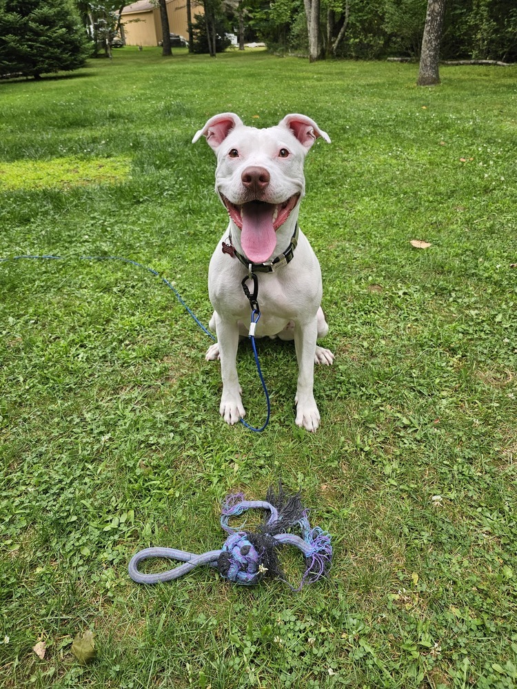 Sally, an adoptable Pit Bull Terrier in Clinton Township, MI, 48036 | Photo Image 2