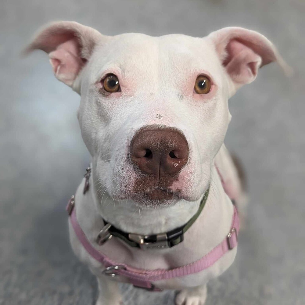 Sally, an adoptable Pit Bull Terrier in Clinton Township, MI, 48036 | Photo Image 3