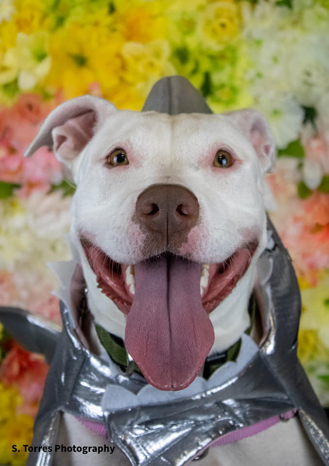 Sally, an adoptable Pit Bull Terrier in Clinton Township, MI, 48036 | Photo Image 3