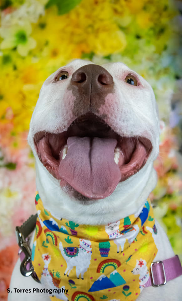 Sally, an adoptable Pit Bull Terrier in Clinton Township, MI, 48036 | Photo Image 4