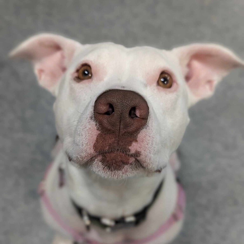Sally, an adoptable Pit Bull Terrier in Clinton Township, MI, 48036 | Photo Image 5