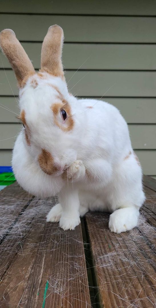 Marshmallow , an adoptable Flemish Giant & Harlequin Mix in Wilkes-Barre, PA_image-2