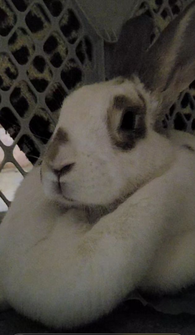 Marshmallow , an adoptable Flemish Giant & Harlequin Mix in Wilkes-Barre, PA_image-3
