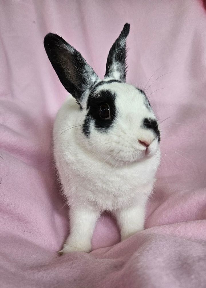 Flower , an adoptable Bunny Rabbit in Wilkes-Barre, PA_image-1