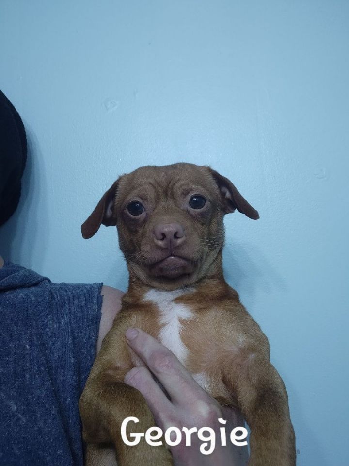 Georgie, an adoptable Chihuahua & Dachshund Mix in Saint Augustine, FL_image-2