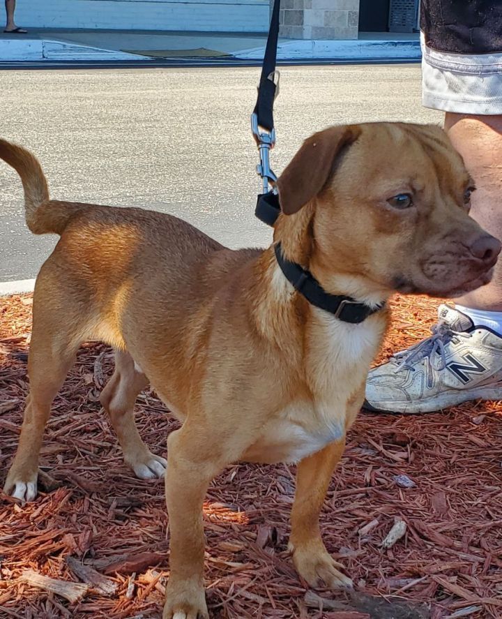 Georgie, an adoptable Chihuahua & Dachshund Mix in Saint Augustine, FL_image-1