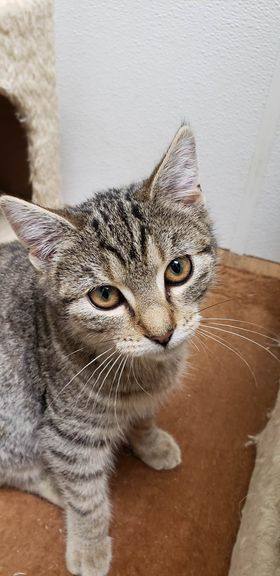 Patricia, an adoptable Domestic Short Hair in Polson, MT_image-1