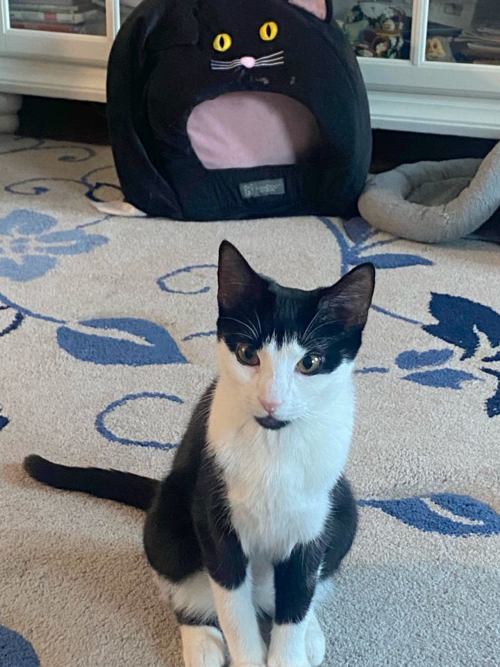 Nala 2