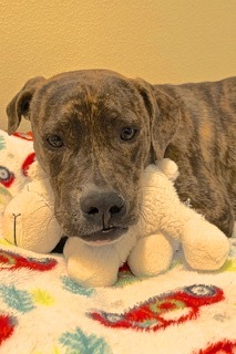 Ruby, an adoptable Bull Terrier & Shih Tzu Mix in Green Valley, AZ_image-2