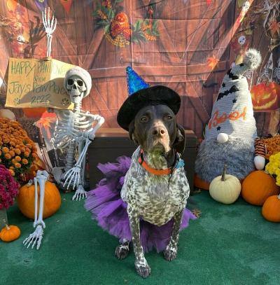 Freckles, an adoptable German Shorthaired Pointer in Oak Ridge, NJ_image-4