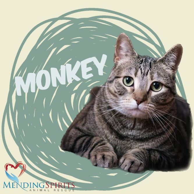 Monkey