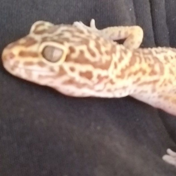 Kentucky, an adoptable Gecko in Modesto, CA_image-1