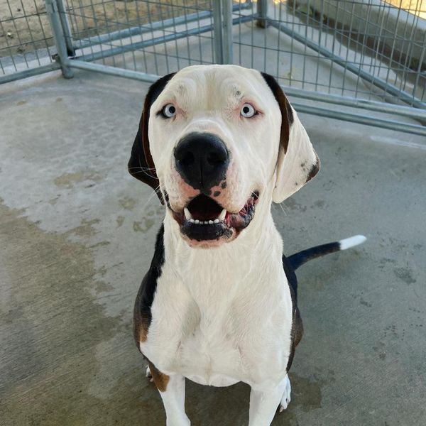 Pierce, an adoptable Dogo Argentino Mix in Littlerock, CA_image-1