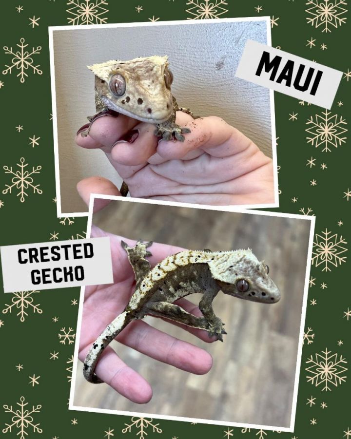 Maui , an adoptable Gecko in Bottineau, ND_image-1