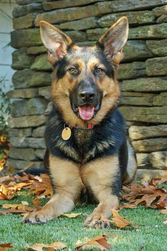 Katie, an adoptable German Shepherd Dog in Wayland, MA_image-1