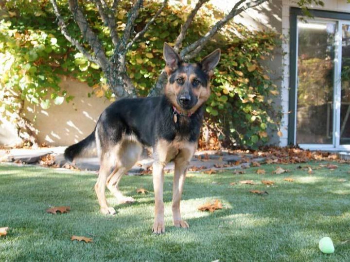 Katie, an adoptable German Shepherd Dog in Wayland, MA_image-3