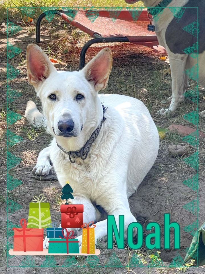 Noah, an adoptable German Shepherd Dog in Montgomery, TX_image-1