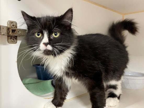 PANDA, an adoptable Domestic Medium Hair in Saskatoon, SK, S7K 3S9 | Photo Image 1