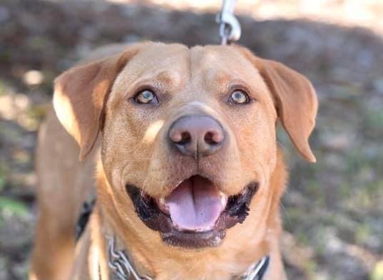 Hercules, an adoptable Labrador Retriever Mix in Allentown, PA_image-3