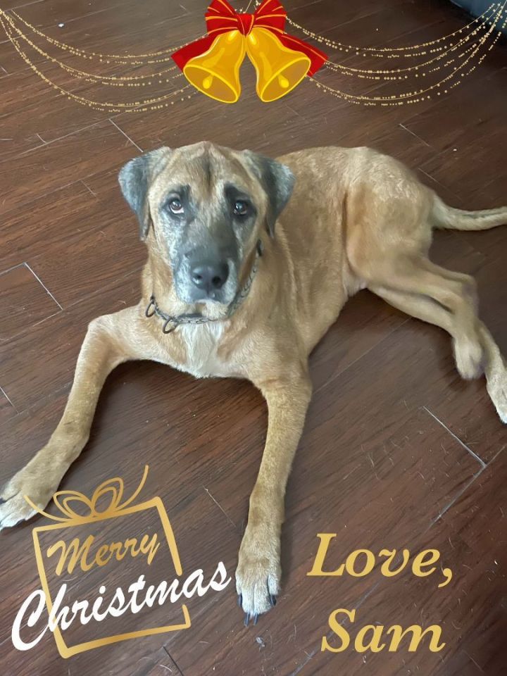 Sam, an adoptable Labrador Retriever & Shepherd Mix in Montgomery, TX_image-1