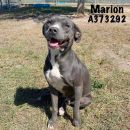 MARION's profile on Petfinder.com