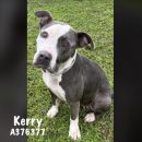 KERRY's profile on Petfinder.com