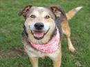 DOYLE's profile on Petfinder.com