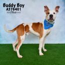 BUDDY BOY's profile on Petfinder.com