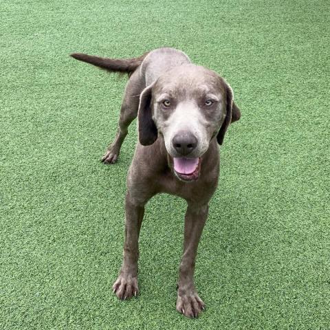 weimaraner beagle mix