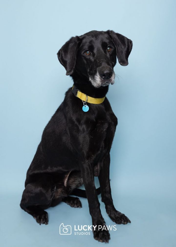 Apollo, an adoptable Labrador Retriever & Greyhound Mix in The Dalles, OR_image-4