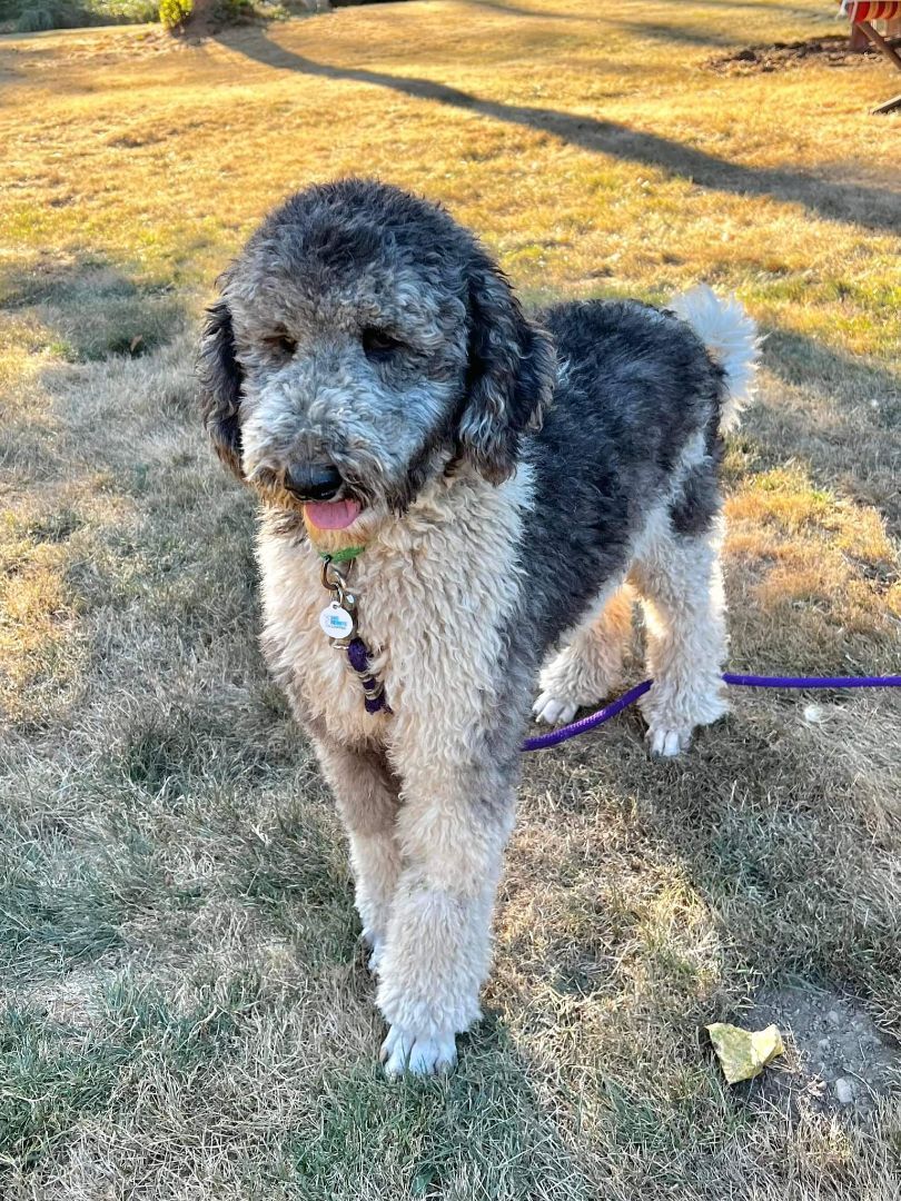 Marcel, an adoptable Standard Poodle in Winlock, WA, 98596 | Photo Image 1