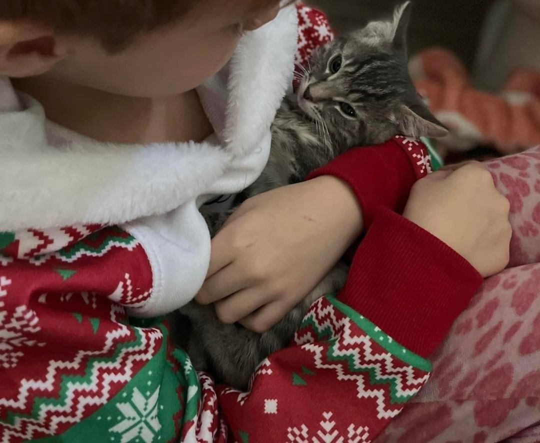 Macaroon, an adoptable Domestic Short Hair in Airdrie, AB, T4A 1C7 | Photo Image 2