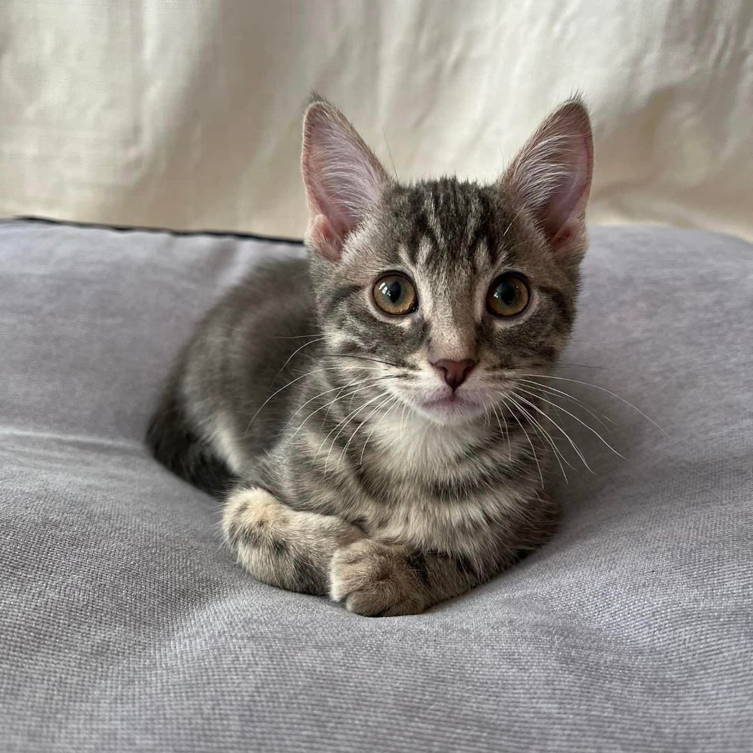 Macaroon, an adoptable Domestic Short Hair in Airdrie, AB, T4A 1C7 | Photo Image 4