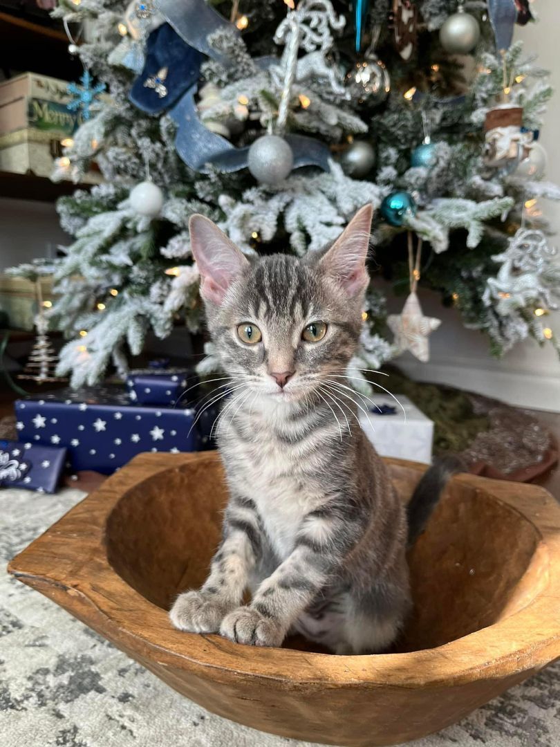 Macaroon, an adoptable Domestic Short Hair in Airdrie, AB, T4A 1C7 | Photo Image 6