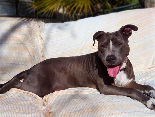 MADELEINE*, an adoptable Pit Bull Terrier, Mixed Breed in Tucson, AZ, 85745 | Photo Image 1